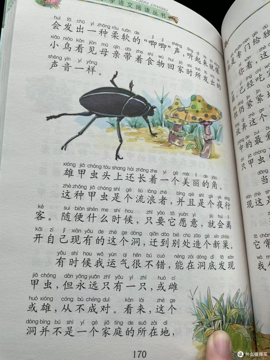 和娃一起读《昆虫记》之吃枯露菌的甲虫