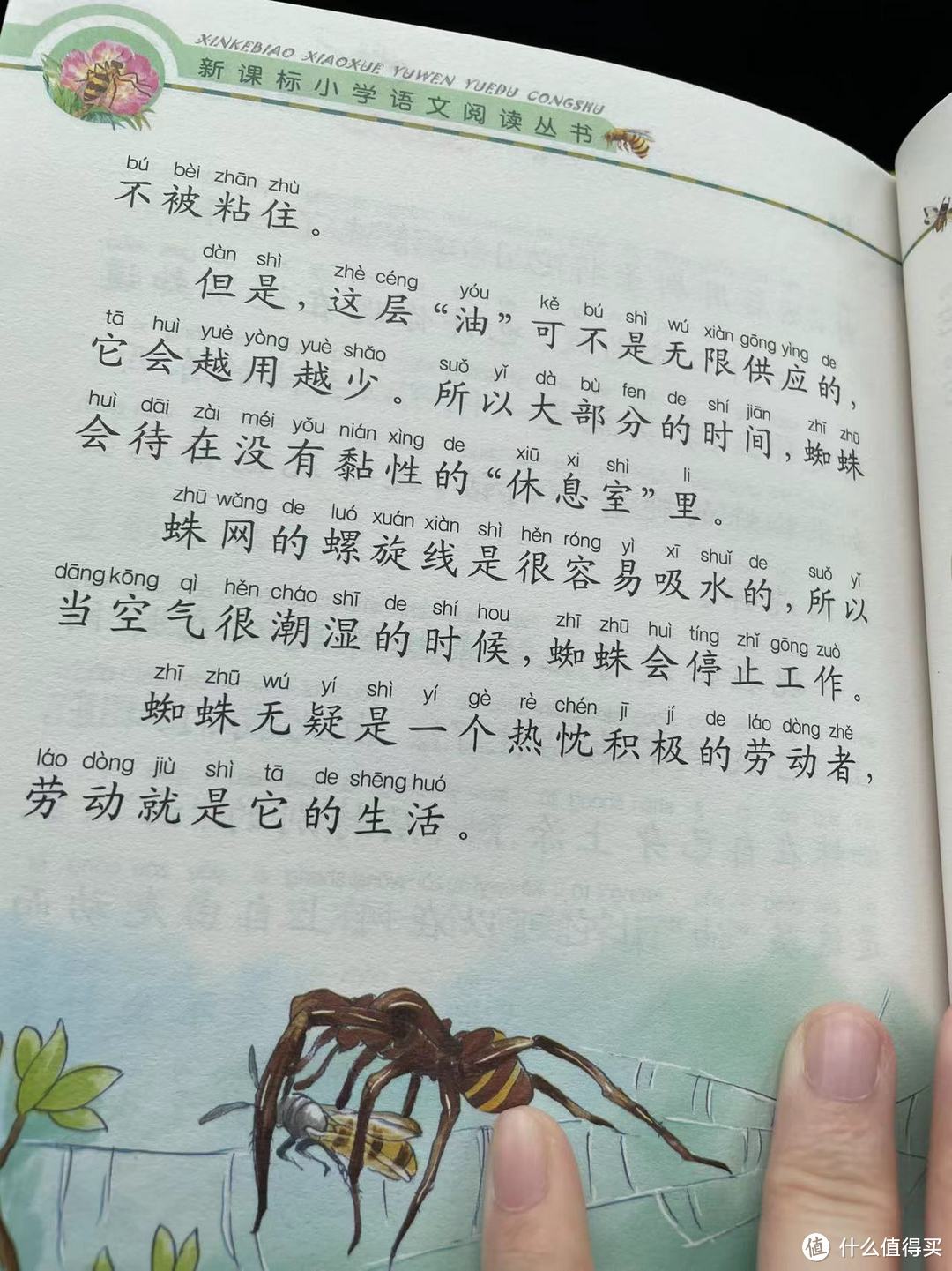 和娃一起读《昆虫记》之黏性的网