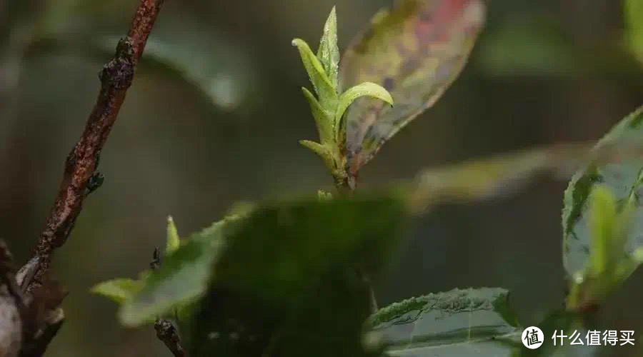 感受春茶，感受大自然的恩赐！