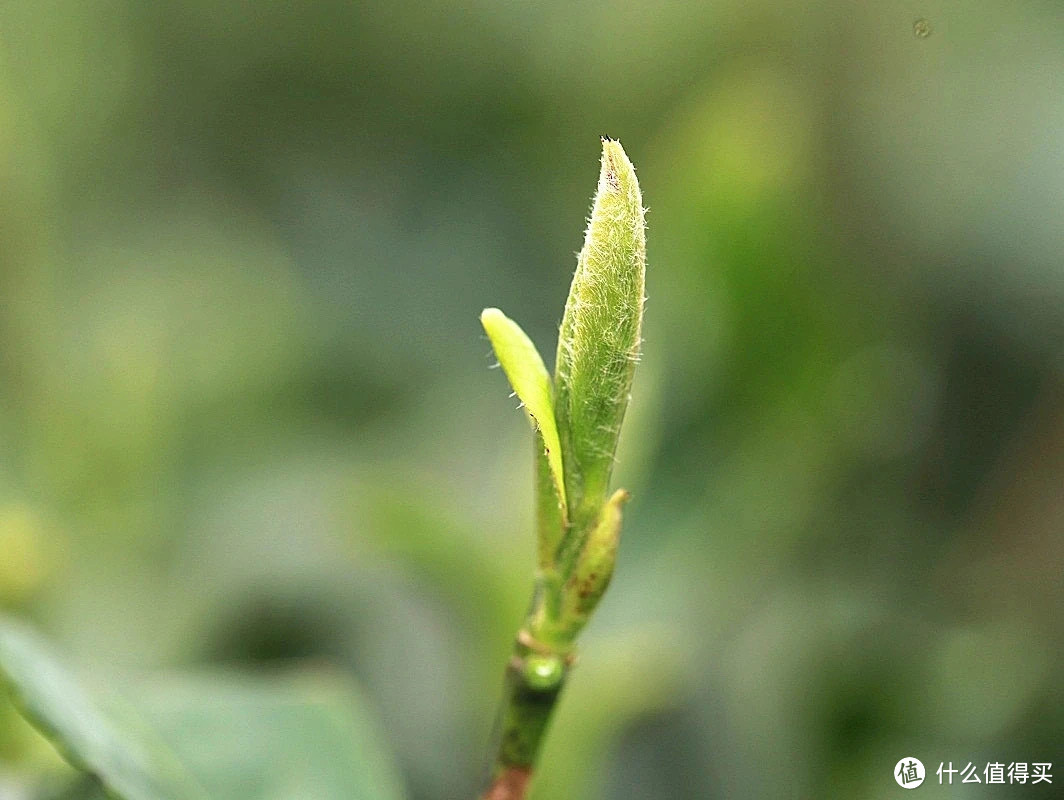 感受春茶，感受大自然的恩赐！