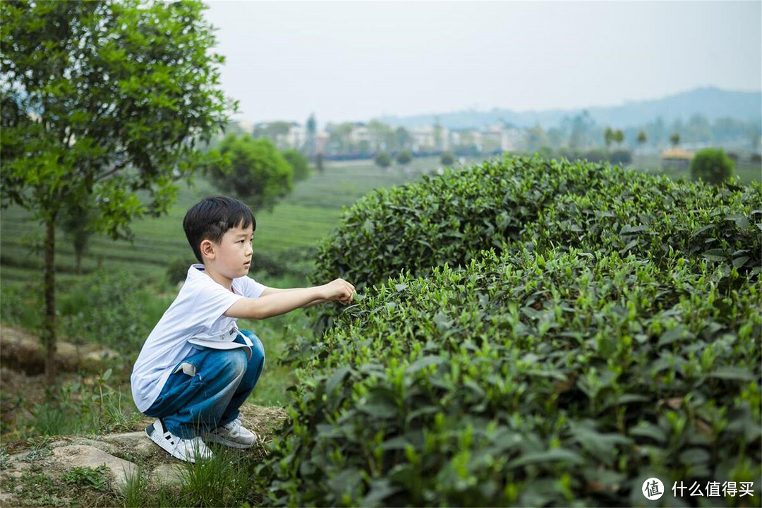 明日清明节，老传统：做3事，吃2样，忌3事，去晦气，平安顺遂