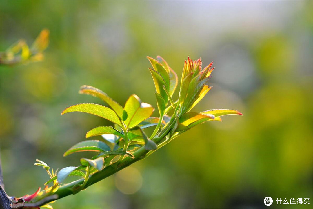 清明时节，别忘了“1花、1芽、1野菜”，鲜嫩可口，错过再等一年