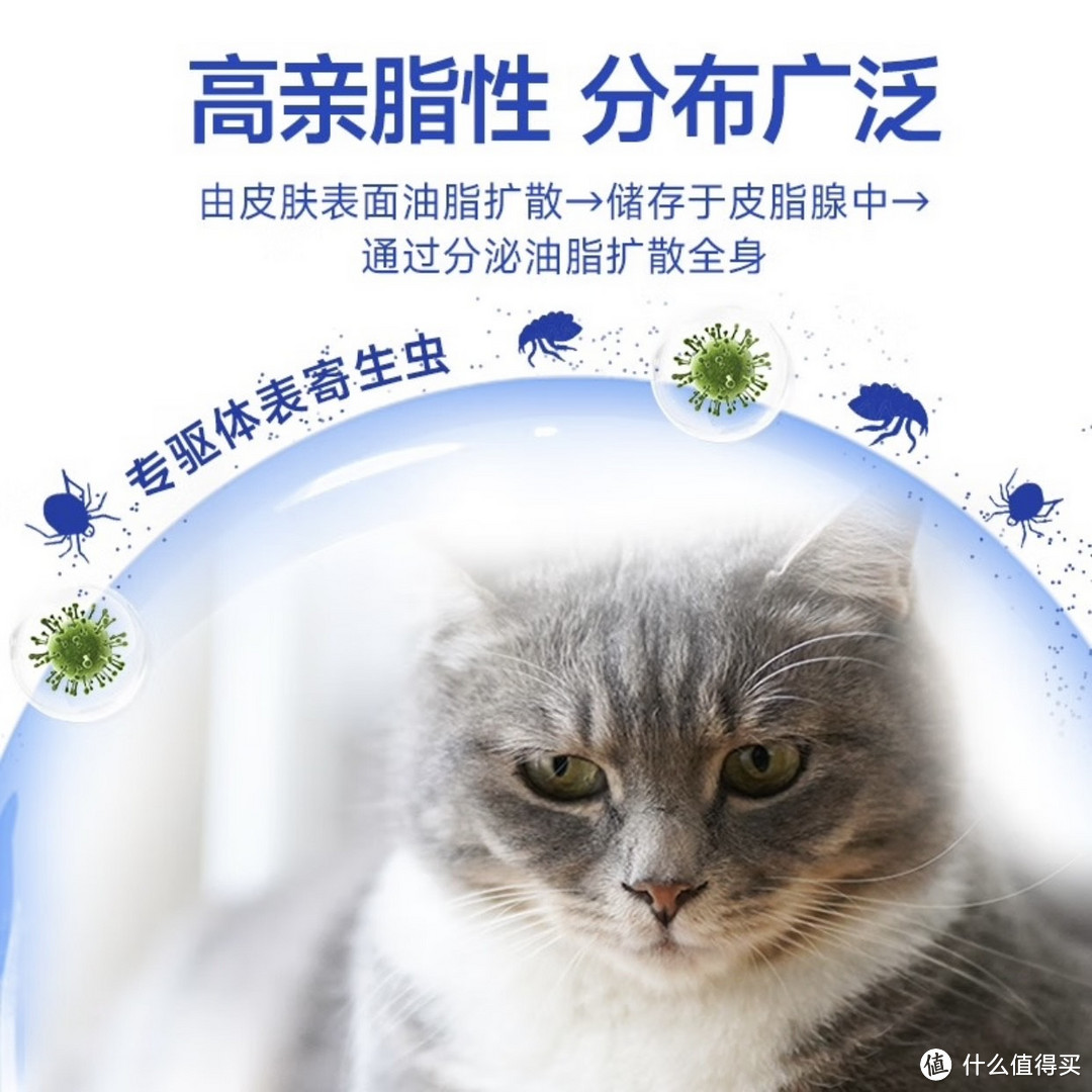 为家里的小猫做驱虫是非常重要的事情。