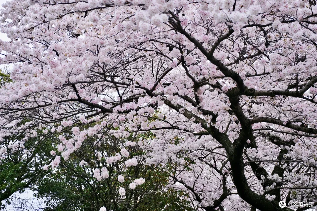 去这里看樱花,简直不要太有性价比