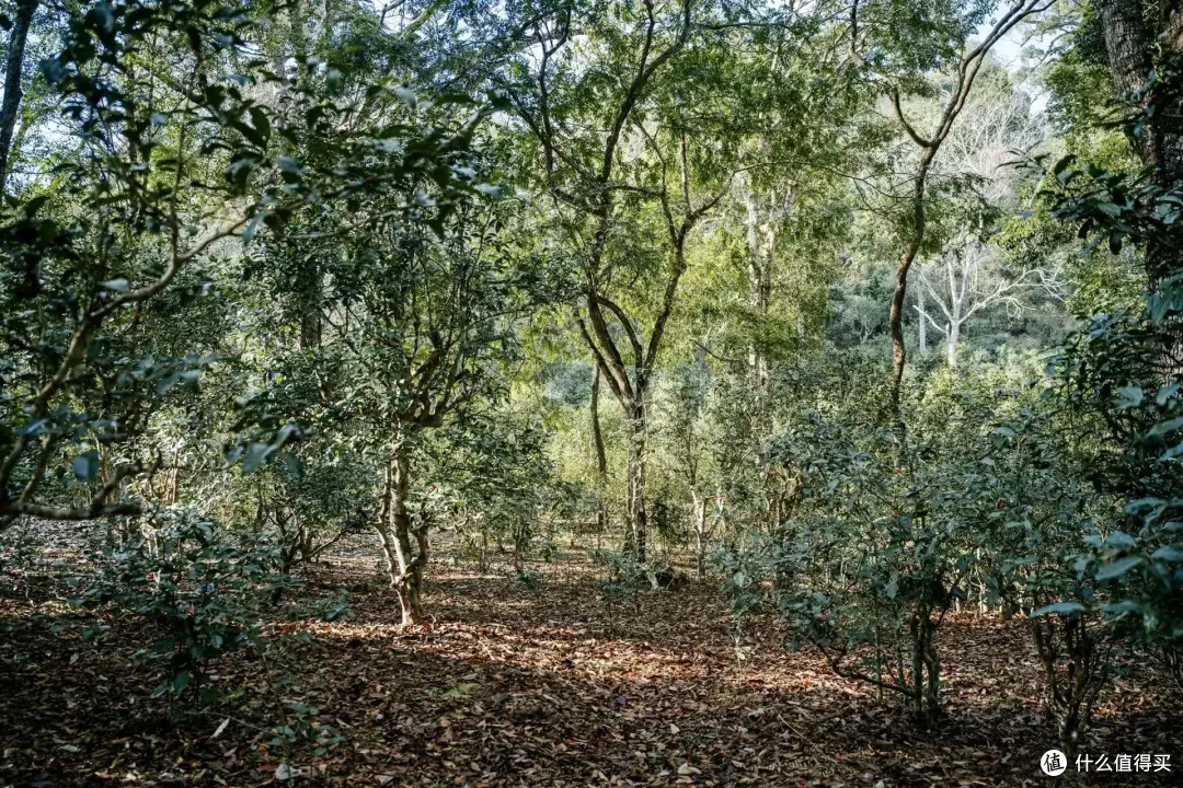 全世界唯一24年必火的地方我押它