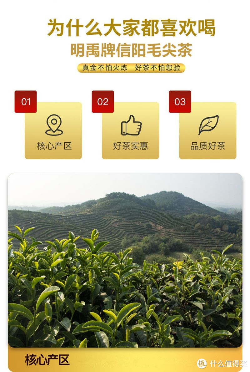 信阳毛尖茶，你喜欢喝吗？