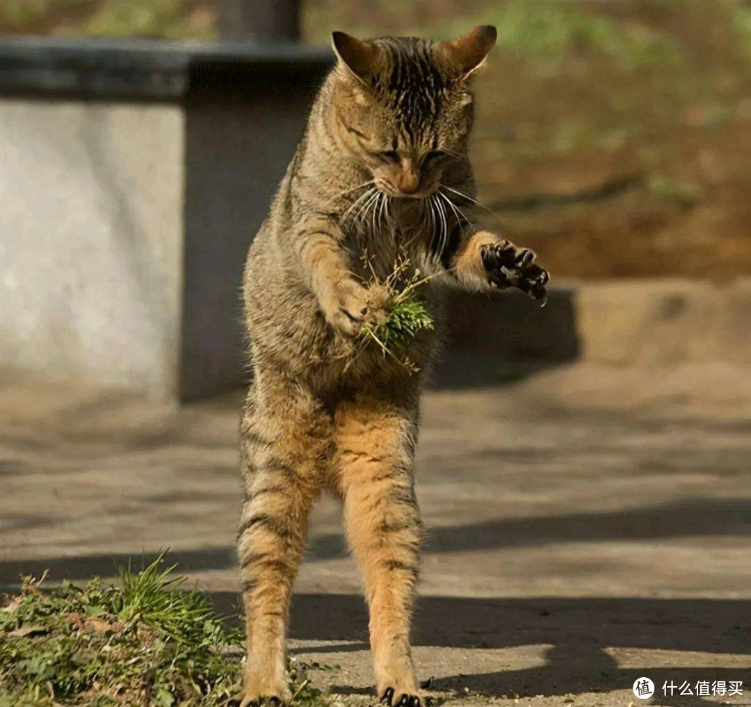 可以讲讲你从一堆猫猫中，选中了 Ta 的故事吗？