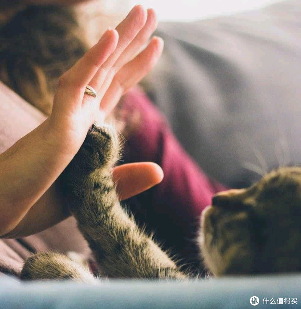 可以讲讲你从一堆猫猫中，选中了 Ta 的故事吗？