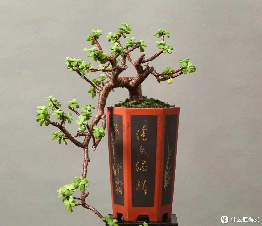 俗话“客厅有花,十有九发”,5种吉祥花,为了好兆头也要养一盆