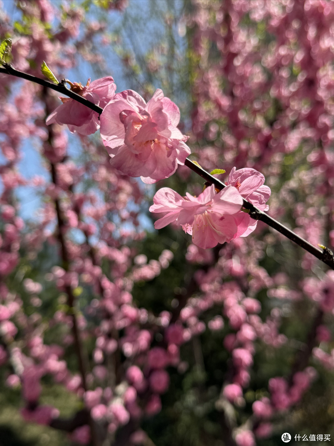 春季赏花正当时～