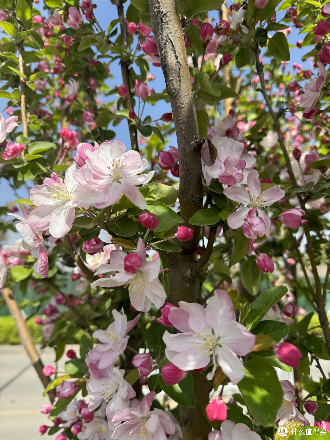 春季赏花正当时～