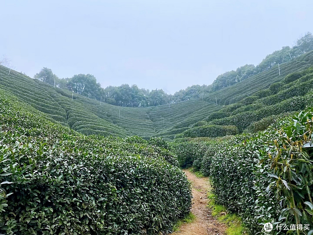 龙井茶园 | 春风有信，茶香有约