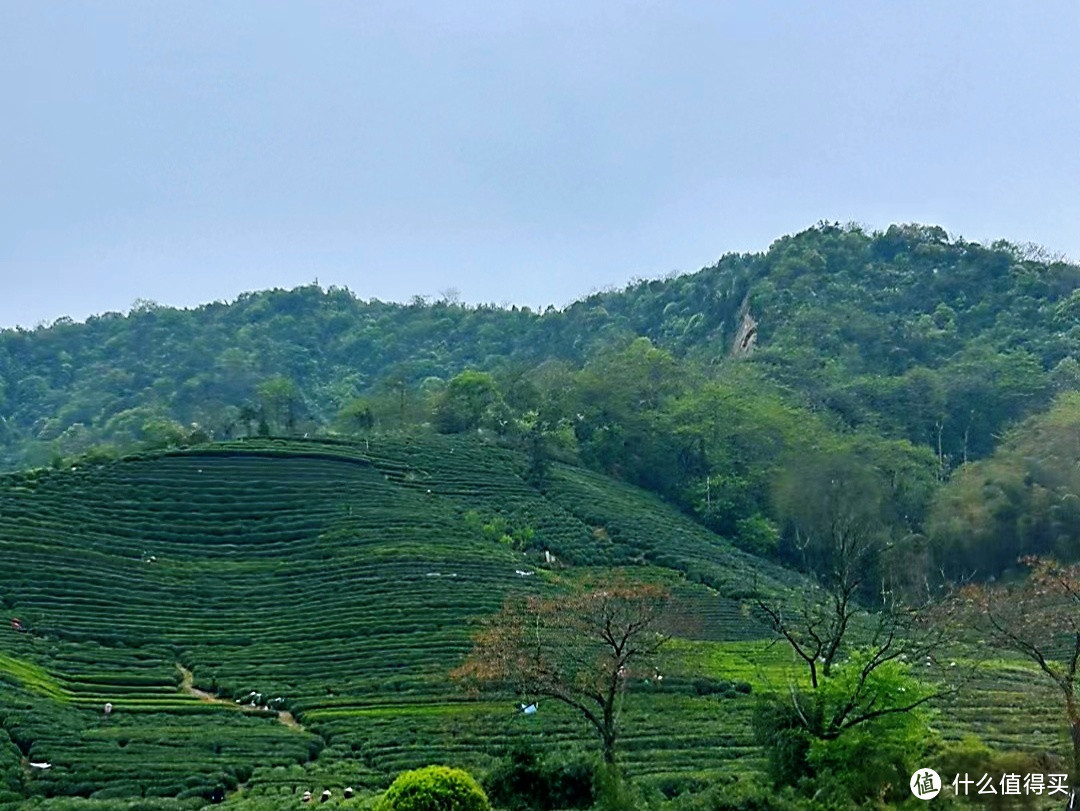 龙井茶园 | 春风有信，茶香有约