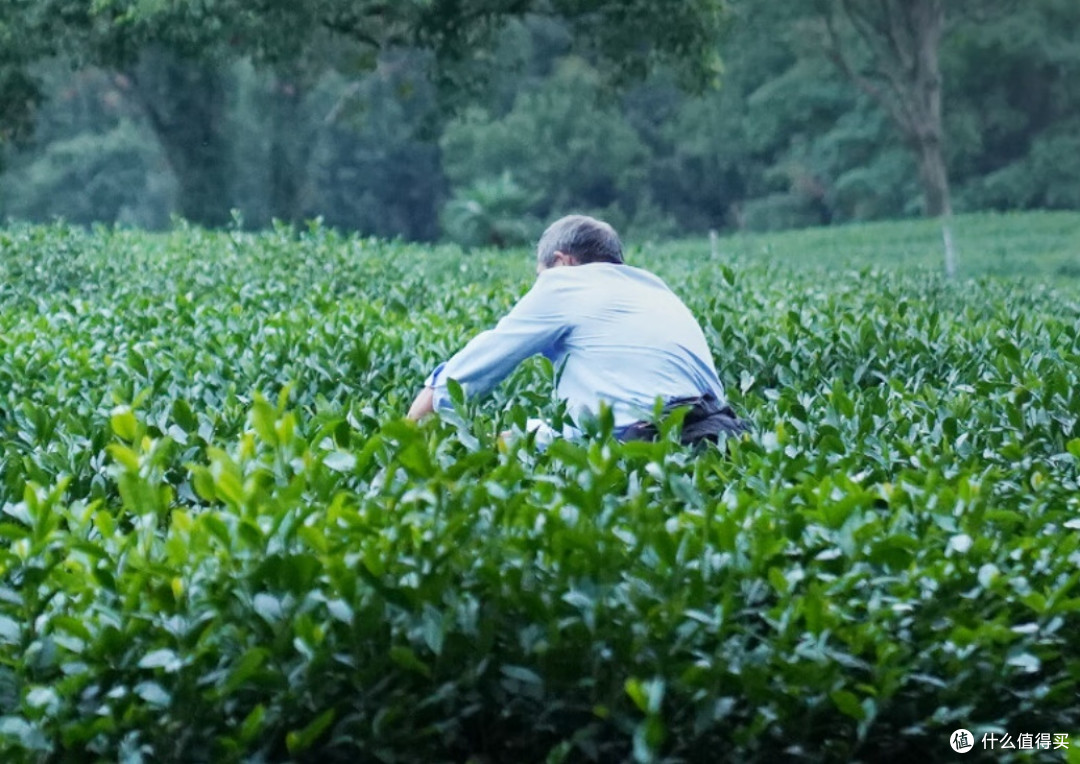 雨前龙井,春天的第一杯茶,你尝了吗?
