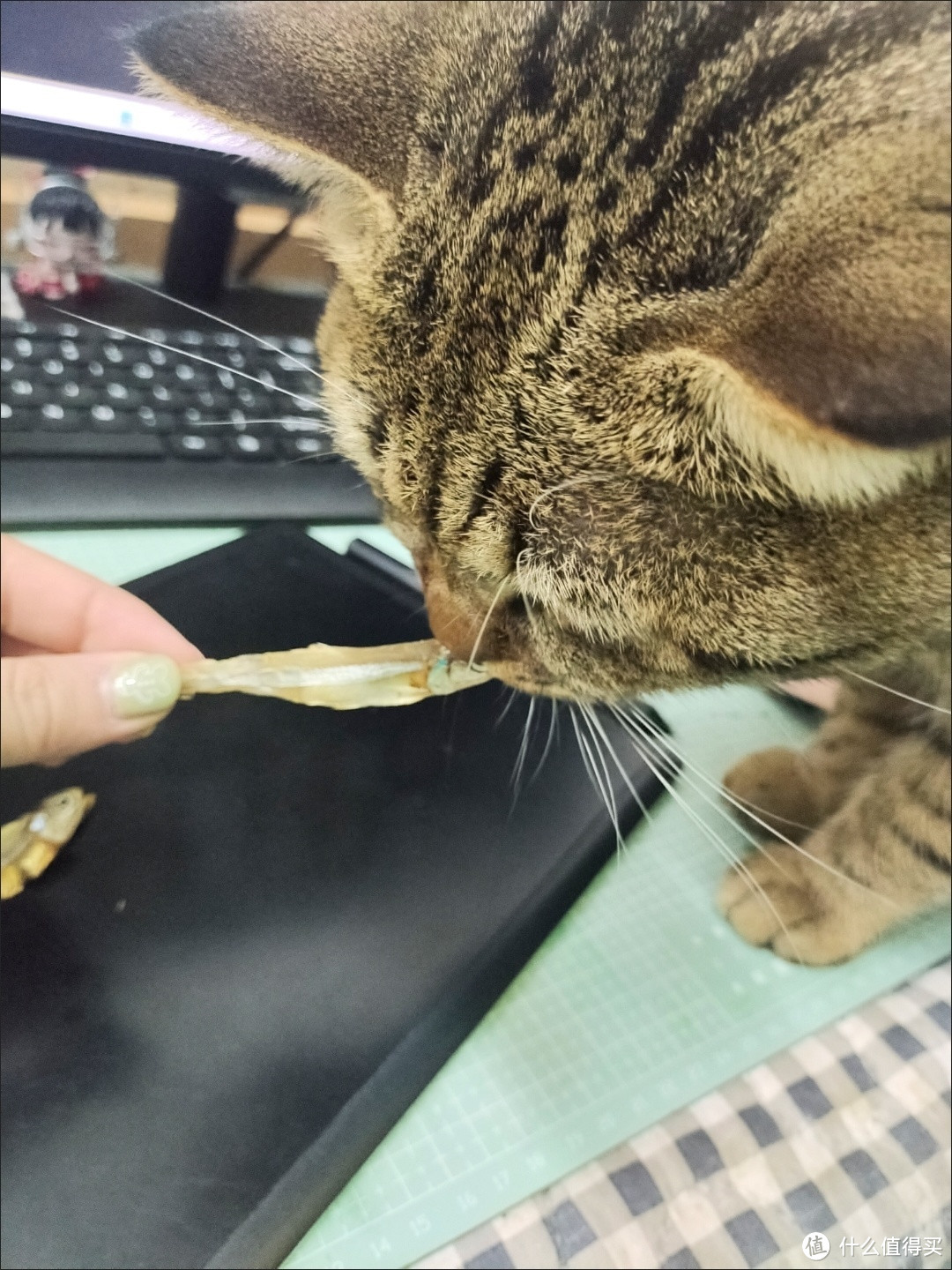 养宠的100种场景，猫猫零食小鱼干