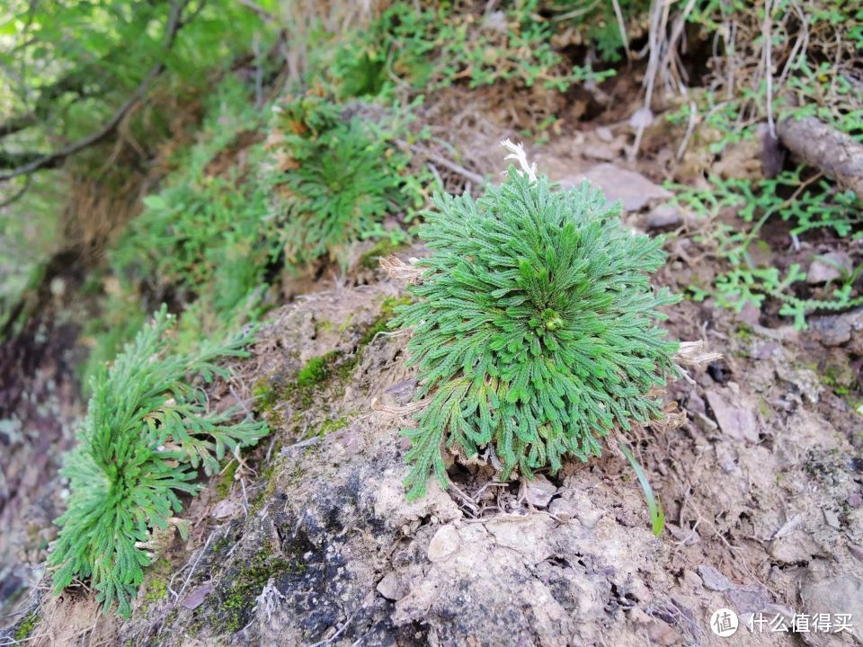 野草变盆景，身价倍增！别忽略了你身边的这种野草