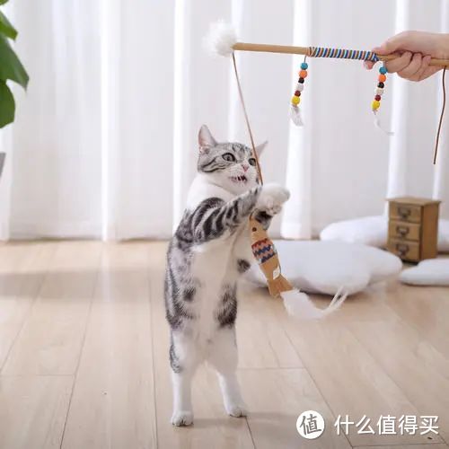 猫咪自己在家会干点啥?