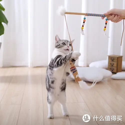 猫咪自己在家会干点啥？