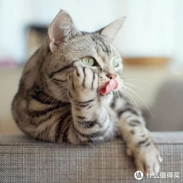 猫咪自己在家会干点啥？