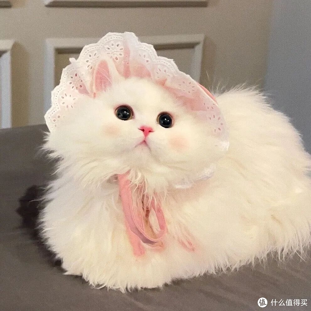 猫咪自己在家会干点啥?