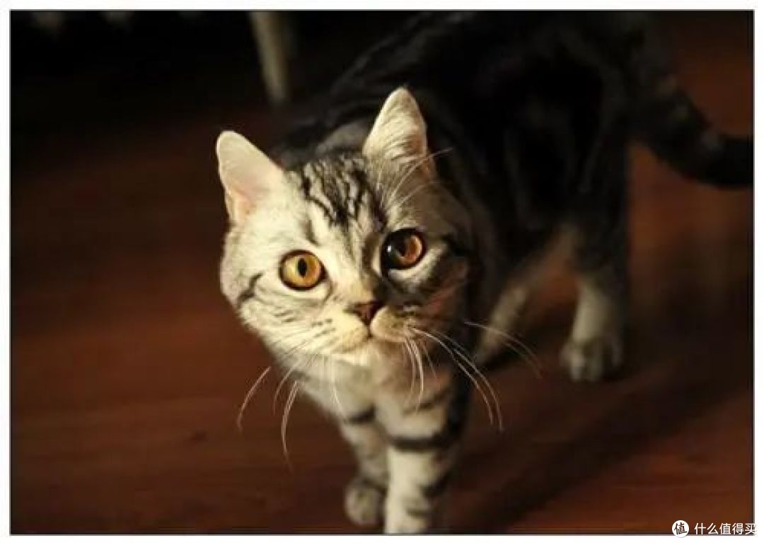 猫咪自己在家会干点啥?