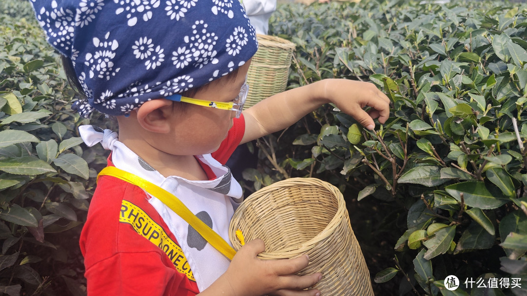 小家伙认真寻找茶芽，摘茶芽