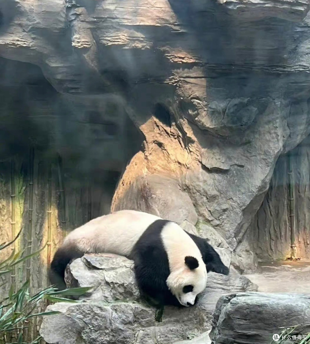 北京动物园的春日记忆