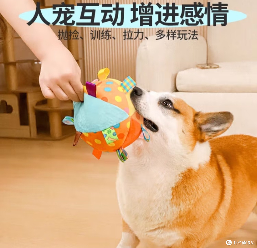 你会高质量陪伴狗狗吗?