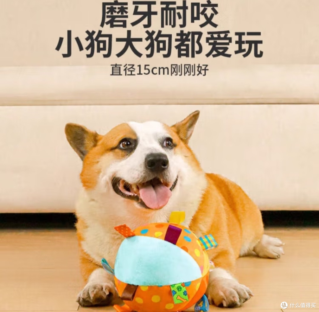 你会高质量陪伴狗狗吗?