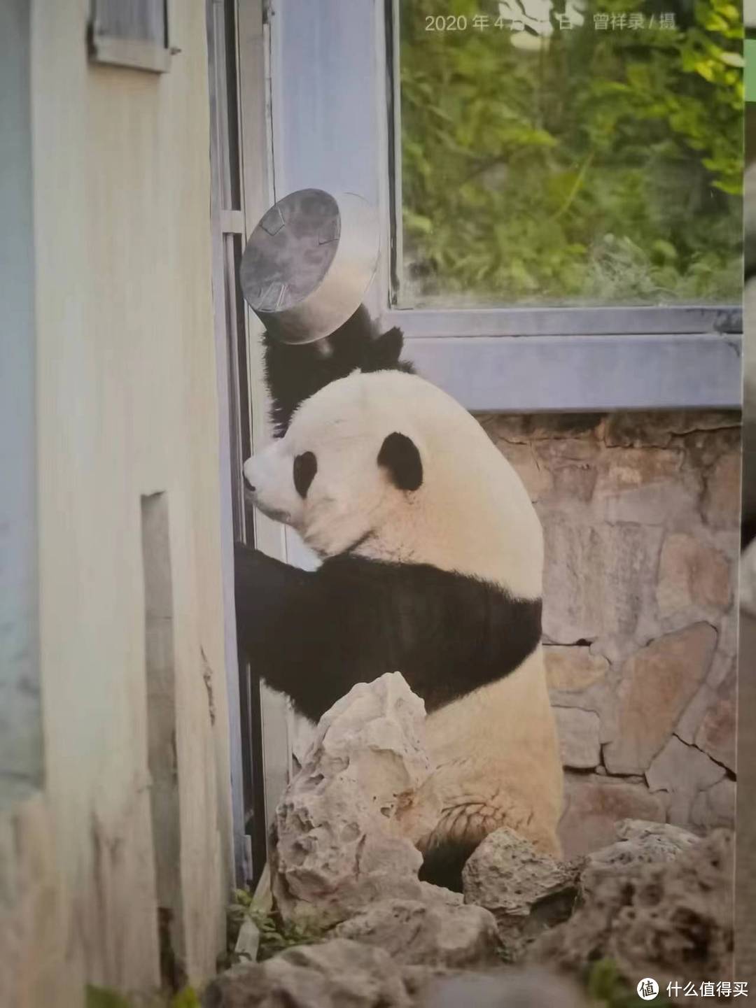 《熊猫萌兰》：“西直门三太子“秘史