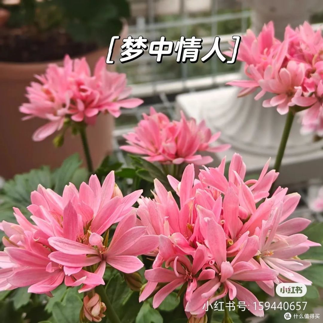 原来在家养一盆“天竺葵”有这么多好处!赶快养起来吧!