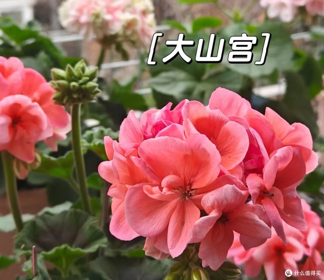 原来在家养一盆“天竺葵”有这么多好处!赶快养起来吧!