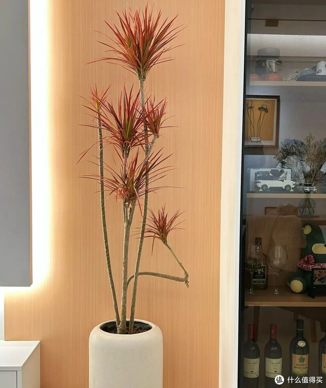 客厅里种“发财树”,十家有九富,栽这6种树,积蓄好运气