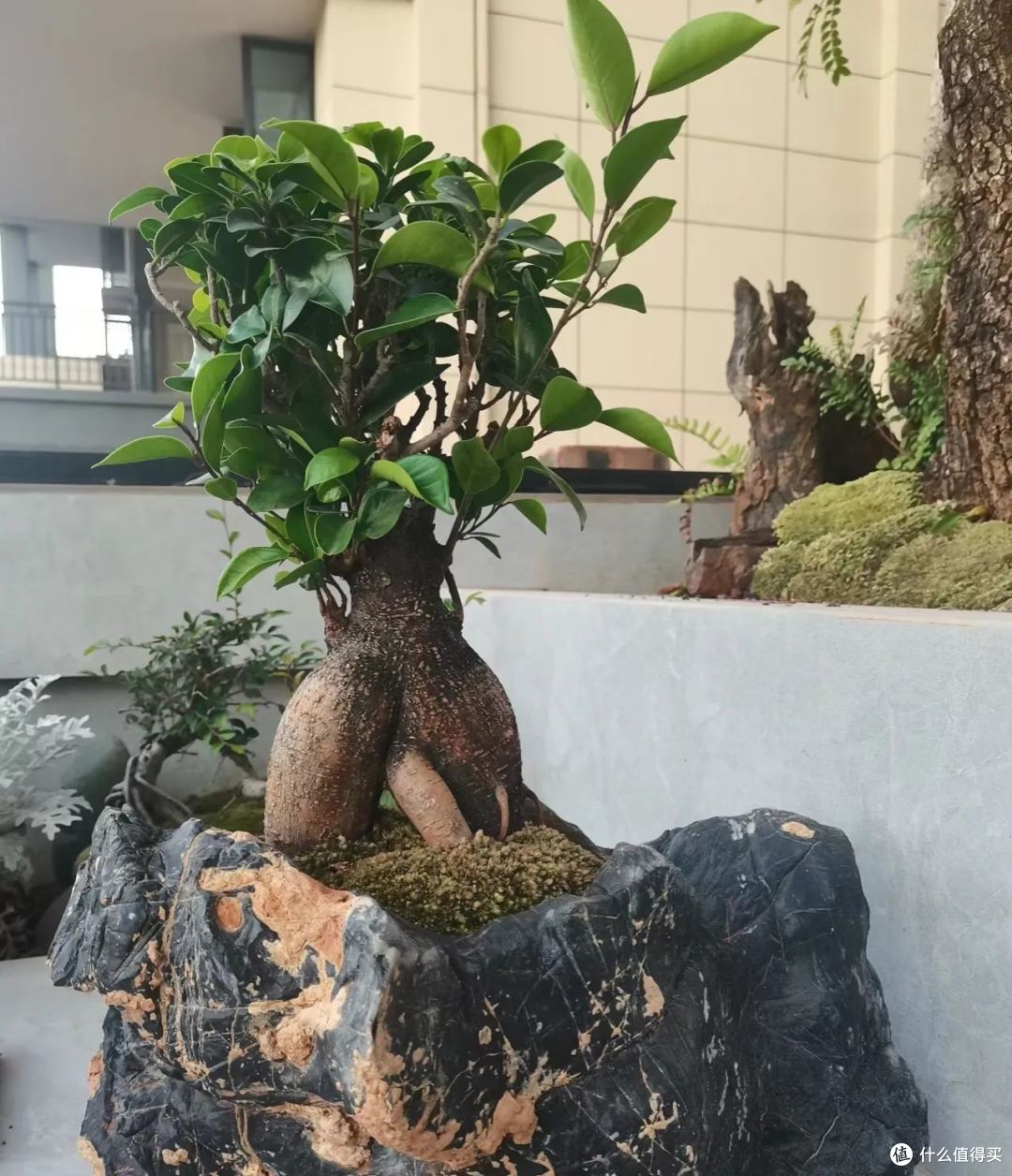 客厅里种“发财树”,十家有九富,栽这6种树,积蓄好运气
