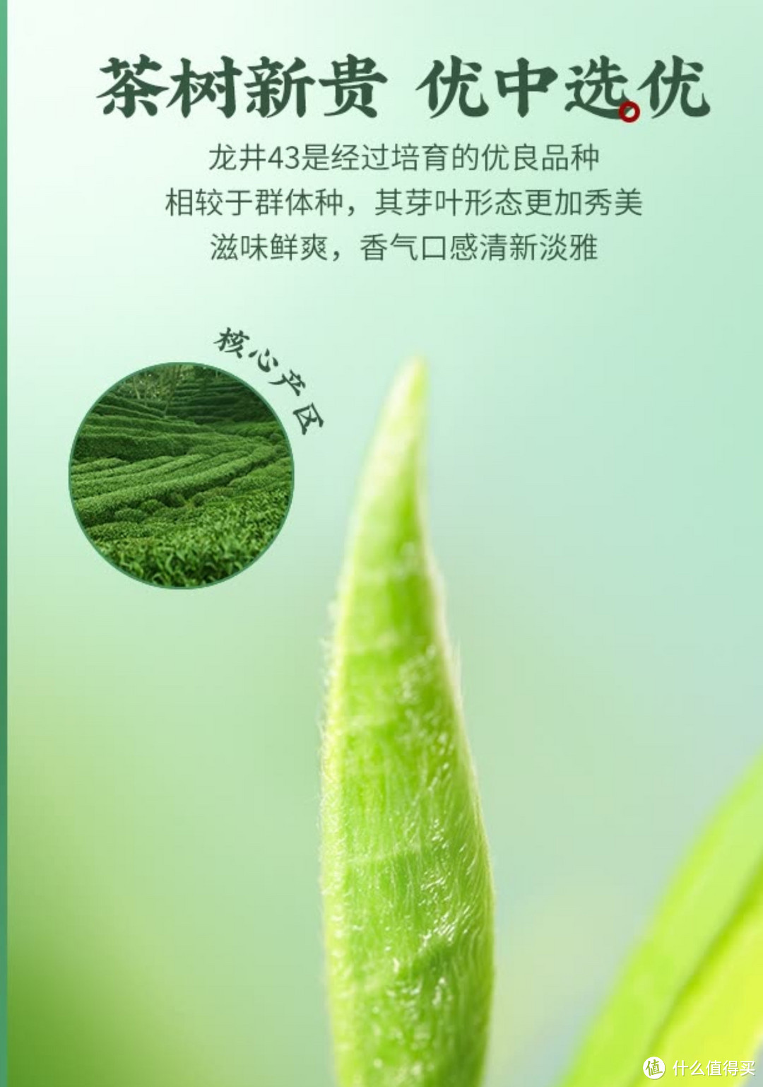 我的春茶日记——狮峰牌绿茶龙井43号特级200g2024明前纸包装茶叶春茶