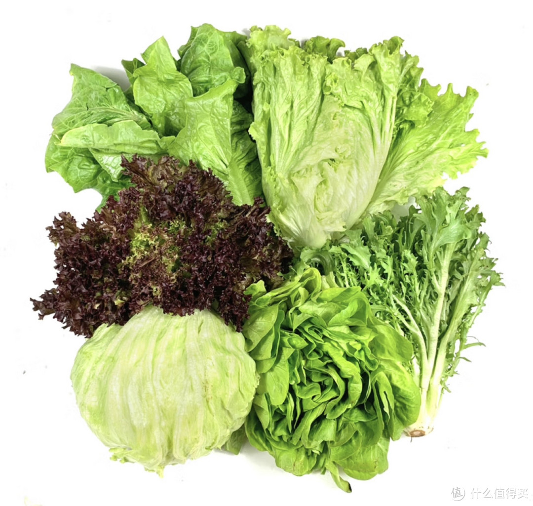 春日食鲜正当时——绿食者沙拉蔬菜组合3.5斤 新鲜苦菊，绿叶红叶生菜，做一顿西餐沙拉健康轻食