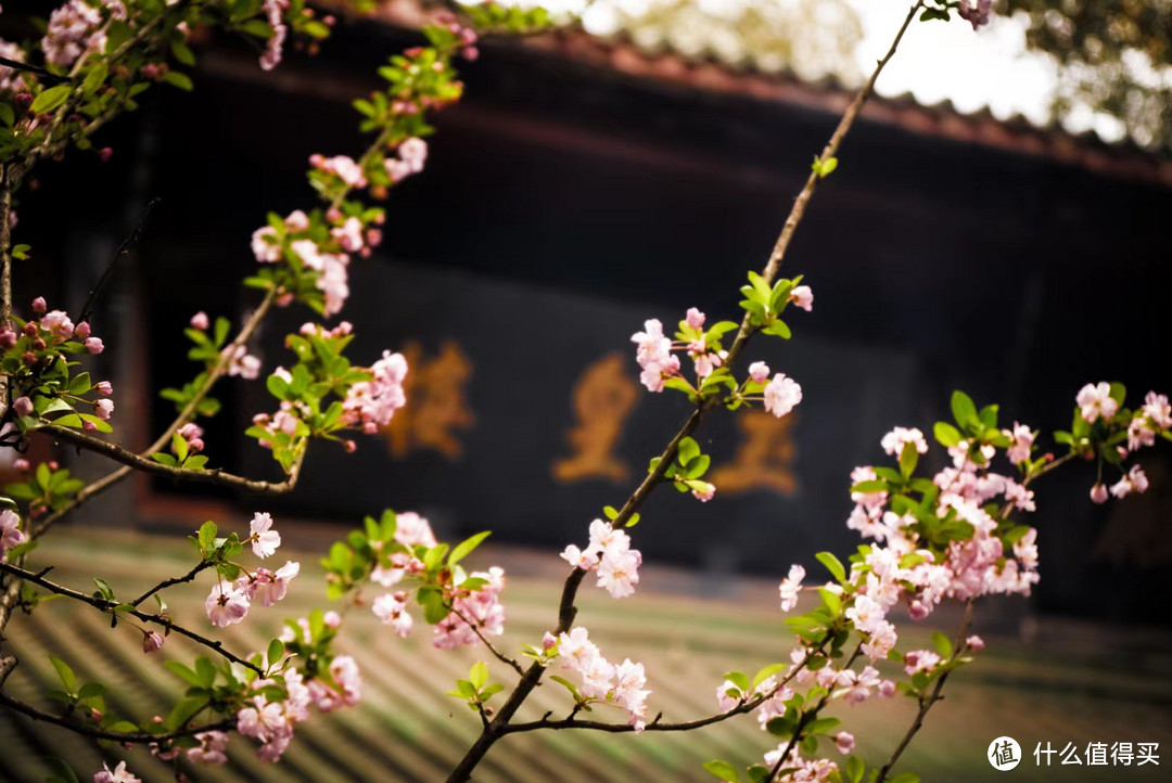 青羊宫里面的花花