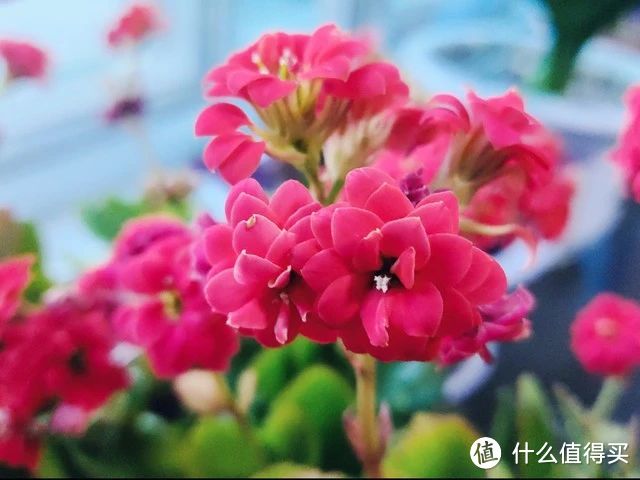 4月，赶紧给8种花“剃光头”，剃完呼呼冒新芽，比施肥管用！