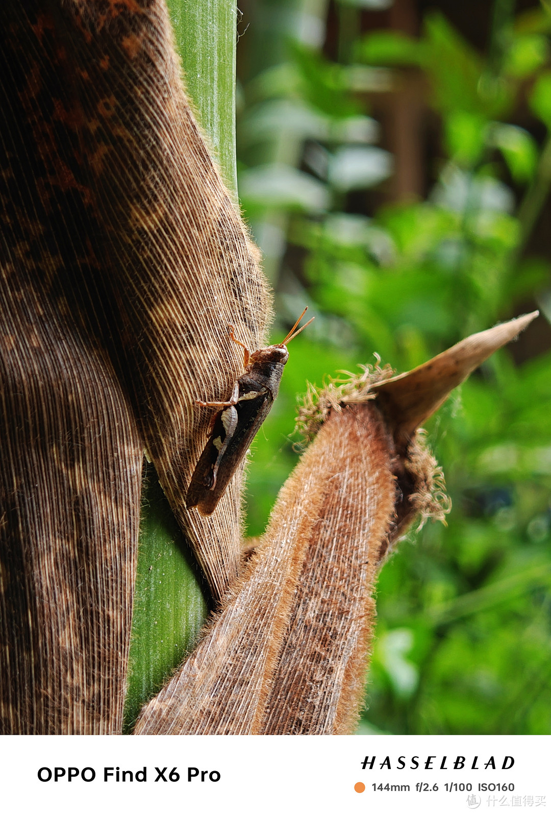 【摄影干货】长焦镜头拍摄照片的技巧有哪些?_镜头_什么值得买