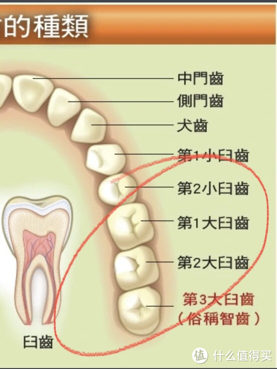 如何清洁智齿和大牙（大臼齿）？学会这一招能省几万块