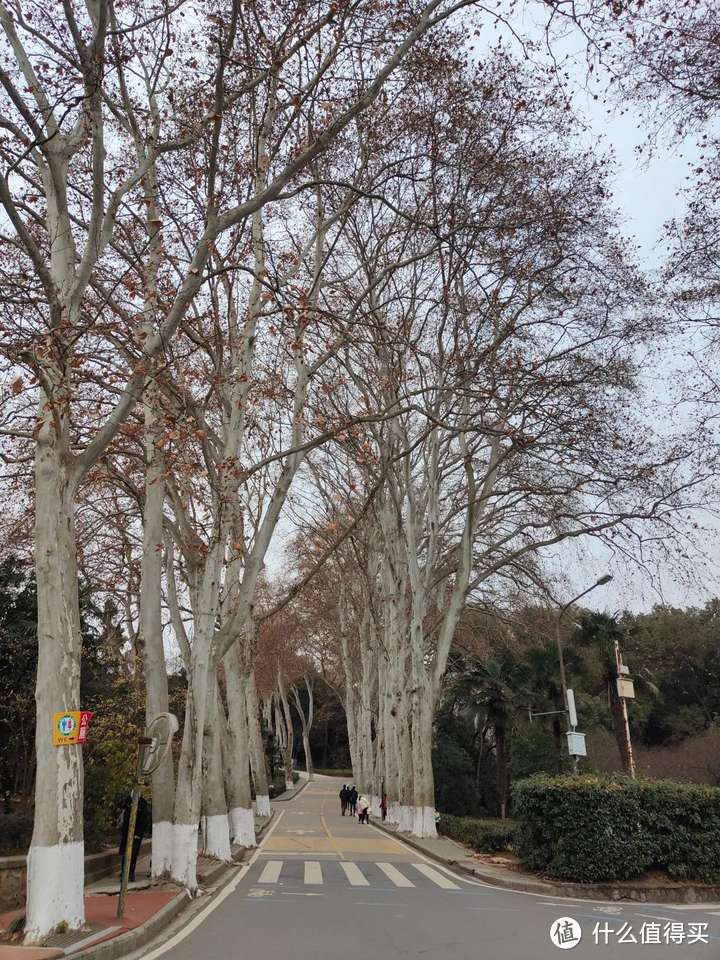 零下也挡不住南方小豆豆探索东北河北湖北的热情-9-武汉大学篇