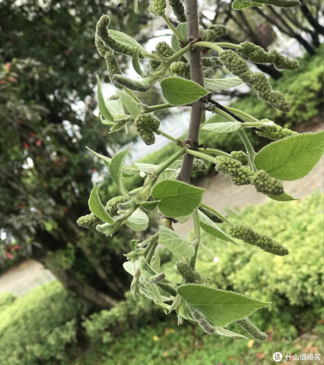 阳春进补正当季，这几样让人食指大动的春菜赶紧吃起来！