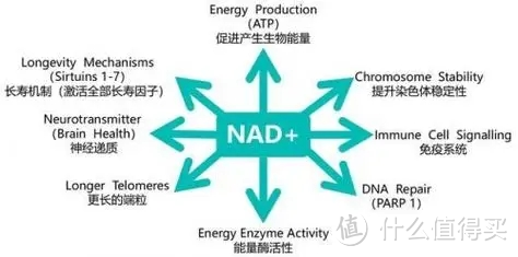 停服nmn会加速衰老吗？W+NMN功效与作用怎么样？