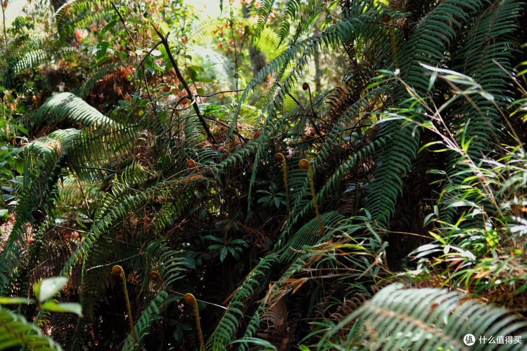 云南腾冲绝对是亲子游天花板~4天3夜超强攻略！直接抄作业！