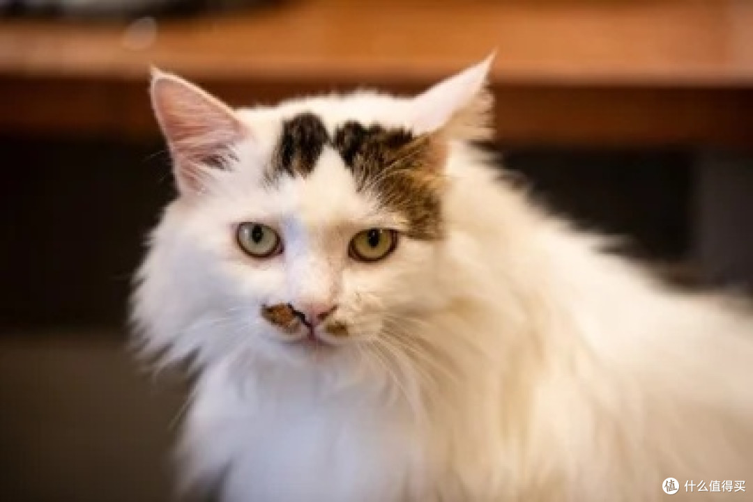猫咪驱虫注意事项