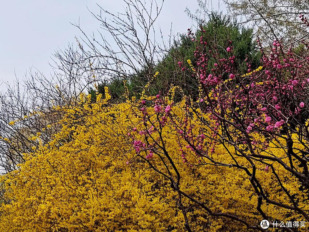 享春天的景美,奥森公园是徒步走的最佳地点