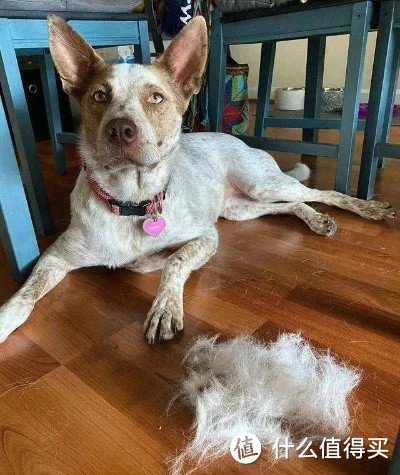 狗狗掉毛怎么办