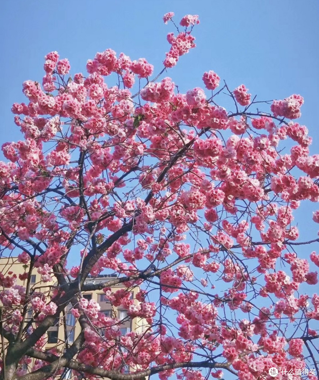 风铃花🌹花语