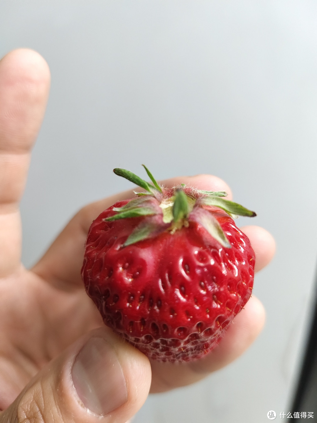 春季必吃水果之99草莓