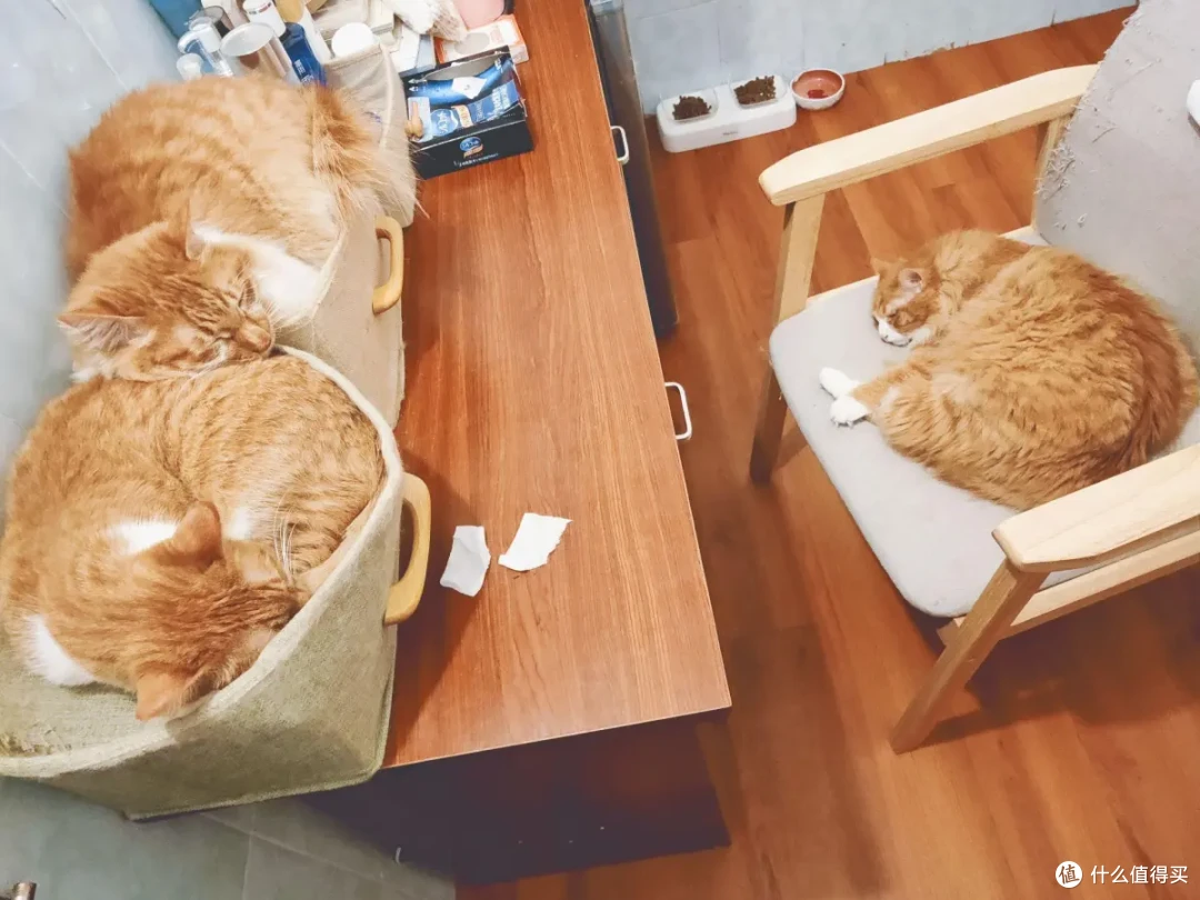 为什么有时猫咪喜欢躲起来,然后突然出现吓你一跳?